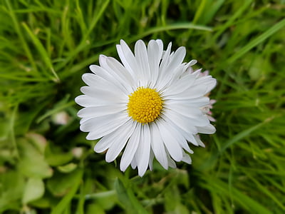 daisies, spring, flowers, meadow, daisy, nature, flower
