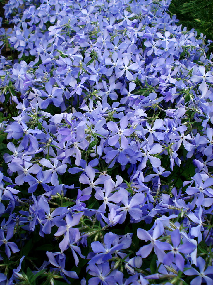 flowers, spring flowers, blue flowers, purple flowers, small flowers, spider flower, purple flower