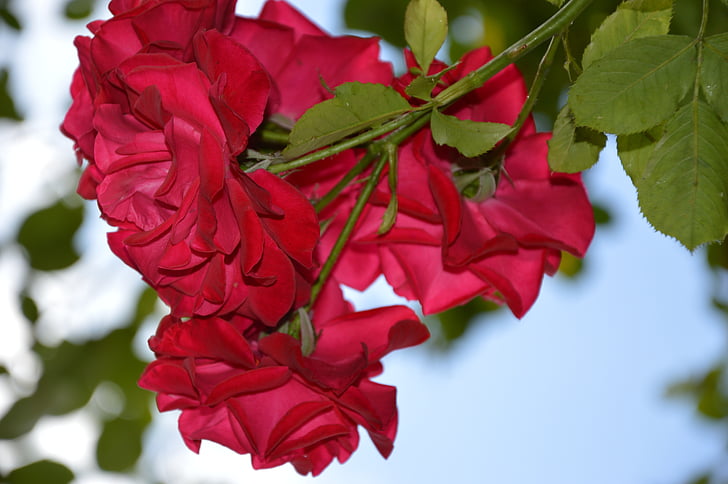 Rosa, escalada Rosa, vermell, flors