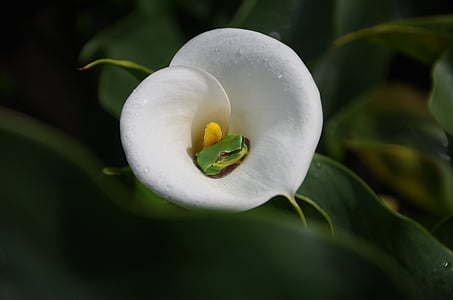 spring equinox, flowers and plants, tree frog