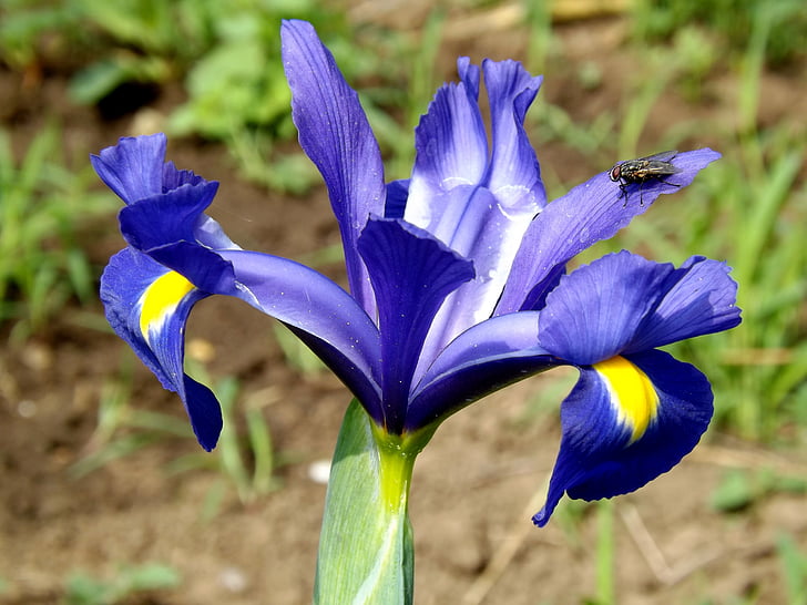Iris, Hoa, Iris pseudarocus, màu tím