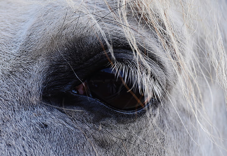 kůň, plíseň, oko, pohled, Reiterhof, zvíře, bílý kůň