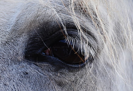 zirgs, pelējuma, acs, skats, reiterhof, dzīvnieku, white horse
