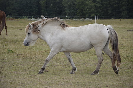 άλογο, λευκό, βοσκότοποι, μούχλα, φύση
