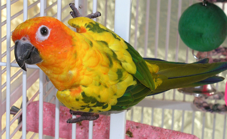 krāsains, papagailis, Lori, oranža, dzeltena, zaļa, spalva
