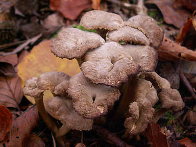 mushrooms, autumn, forest, litter