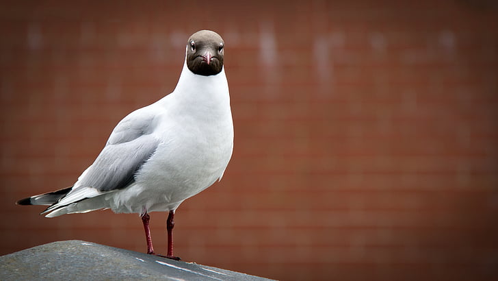 seagull, mafia, criminal, gull, bird, confrontation, conflict