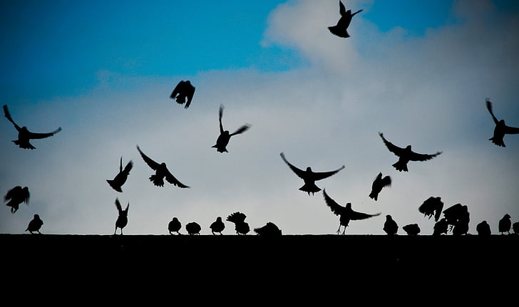 silhouette, birds, flying, daytime, fly, animals, dark