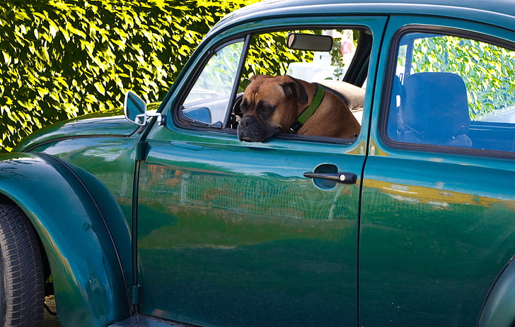 šuo, Auto, VW, vabalas, įdomus, juokingas, momentinė kopija