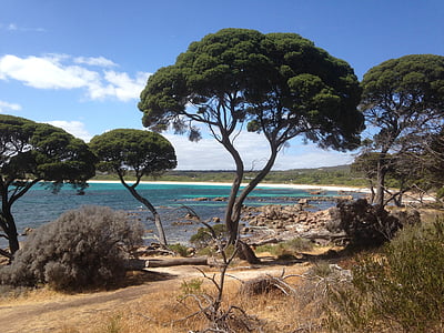 australia, nature, tree, sea, beach, landscape, scenics