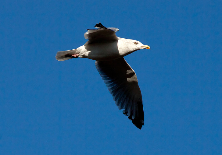 gull, seagull, bird, nature, animal, wildlife, natural