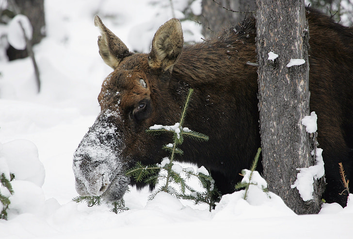 moose, snow, wildlife, nature, winter, animal, forest