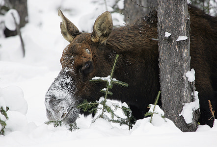 驼鹿, 雪, 野生动物, 自然, 冬天, 动物, 森林