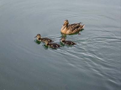 Ducklings, anak ayam, Mallard, Manis, Mama, Bebek, burung air
