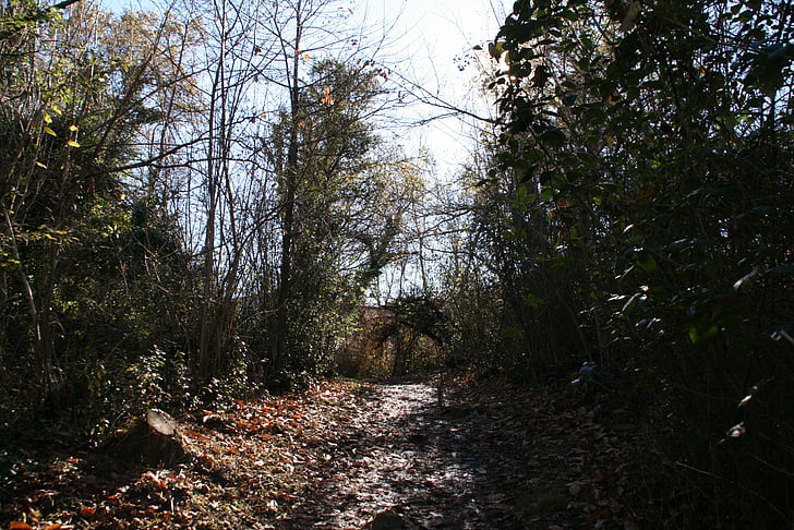 Les, list, podzim, cesta