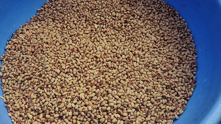beans, harvest, legumes, seeds, bucket, many
