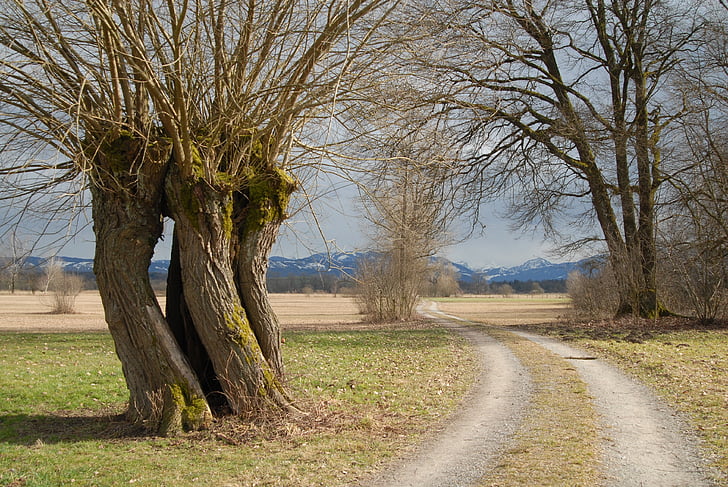 pasture, spring, tree, away, nature, road, landscape