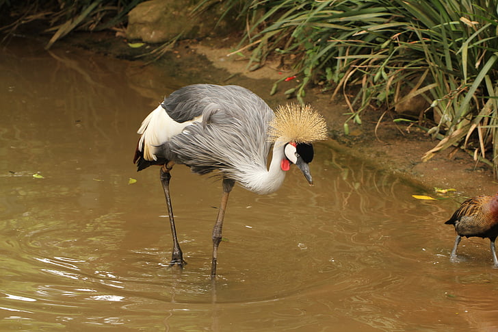 crowned crane, crown, crest, walking on the lake, looking for food, bird, wild