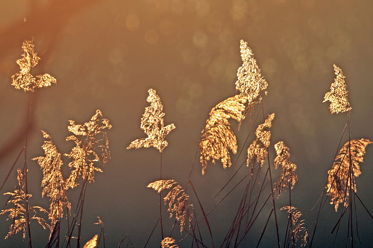 back light, reed, nature, marsh plant, plant, water, mood