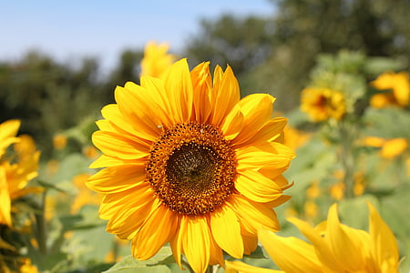 ulang tahun karangan, bunga matahari, bidang bunga matahari, cerah, bunga, bunga kuning, Tutup