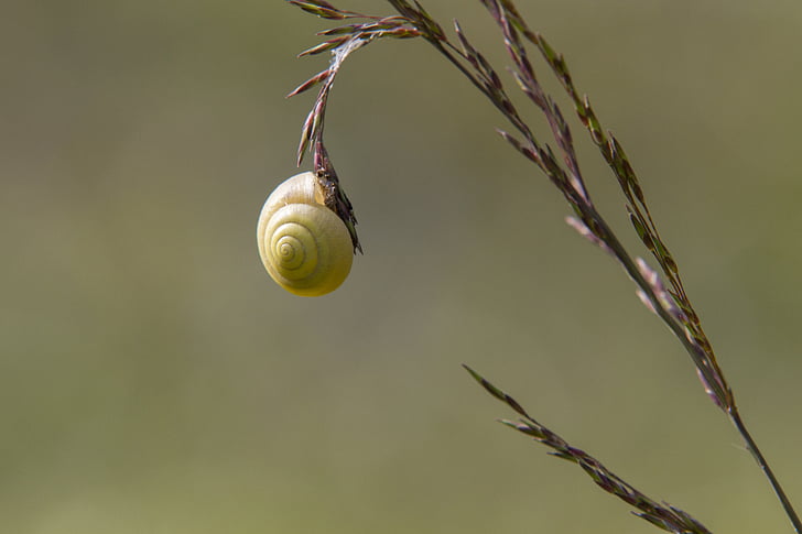 snigel, citron snigel, naturen, Stäng