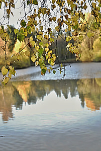 south bohemia, harvesting, pond, reflection, ripple, birch, foliage