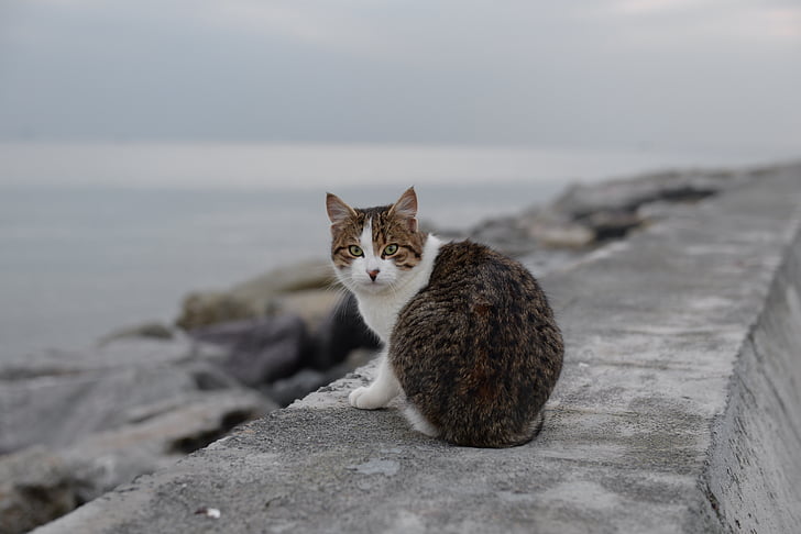 kissa, Suadiye, Beach, Istanbul, kotikissa, Lemmikkieläimet, eläinten