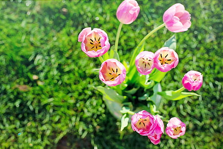 tulipaner, rosa, våren, blomster, blomster, natur, blomster