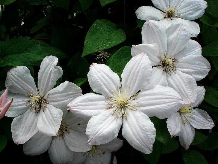 Clematis, floare, alb, clematis alb