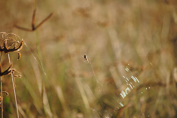 grass, spider, africa, namibia, wildlife, focus, photography