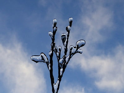gefrorene Zweig, Himmel, Frost, Eis, Blau, gefroren