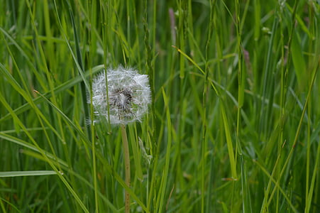 Dandelion, rumput, benih, bidang