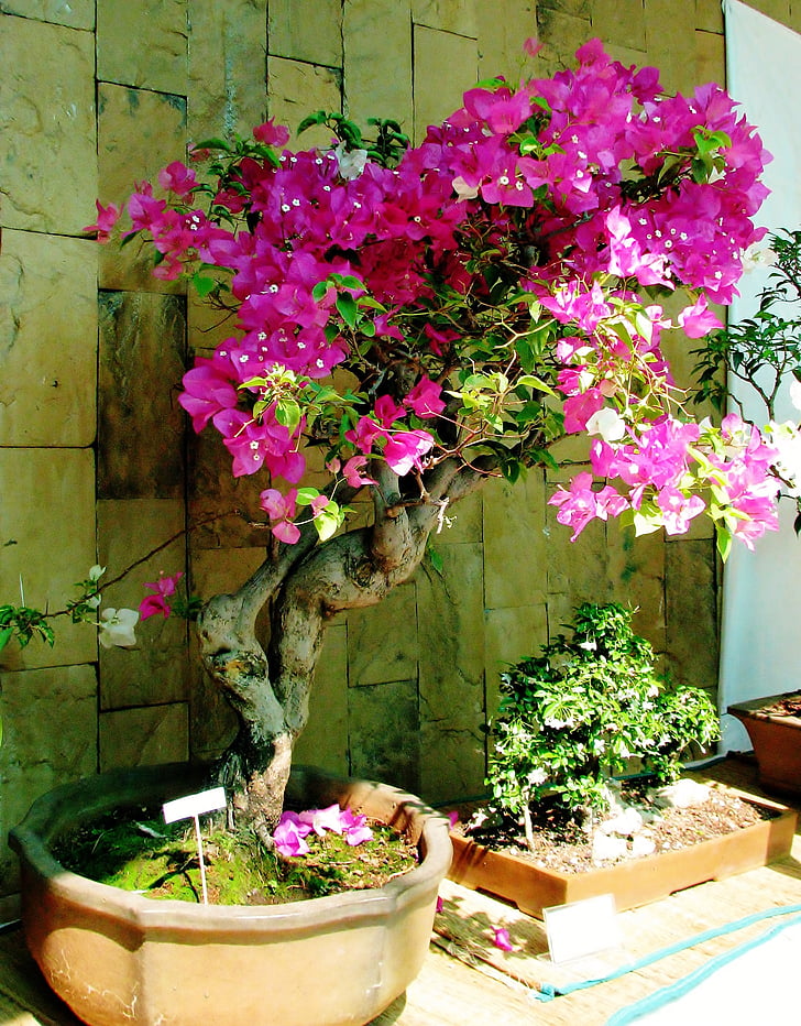 bougainvillea, bonsai, small, plant, potted plant, pot