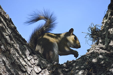 mókus, vadon élő állatok, rágcsáló, állat, természet, vadon élő, erdő