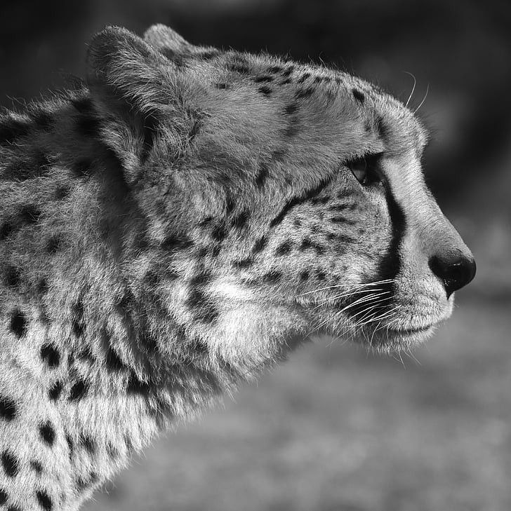 Leopard, Predator, živali, mačji, ena žival, živali v naravi, živali teme