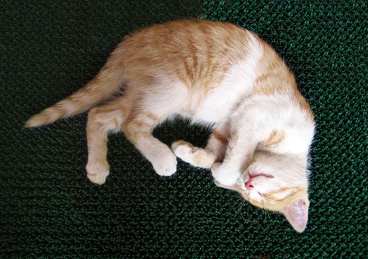 kat, Tomcat, killing, chick, sover, hvile, lille