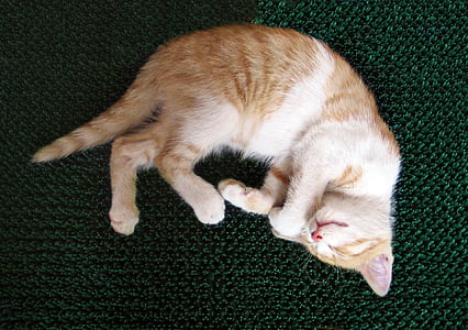 gato, Tomcat, gatinho, garota, dorme, a descansar, pequeno
