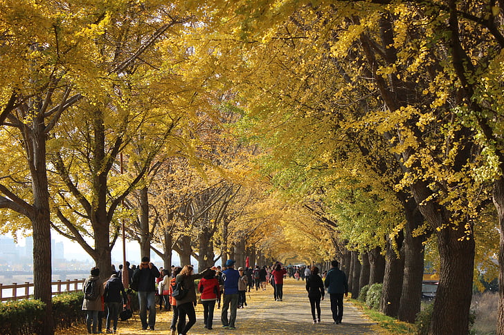 Příroda, podzim, podzimní listí, Jinan dvoulaločný, cestování, dřevo, cesta