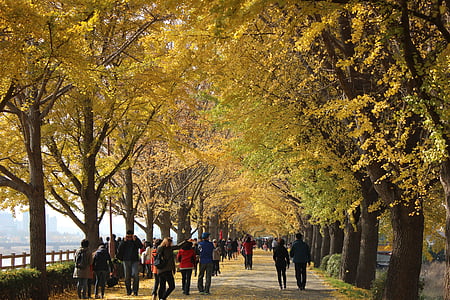natura, autunno, foglie di autunno, Ginkgo, Viaggi, legno, strada