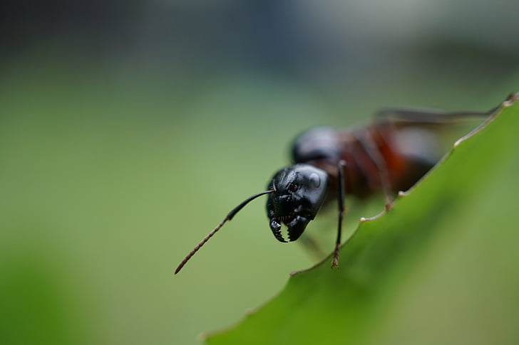 ant, probe, head, close, insect, macro, nature