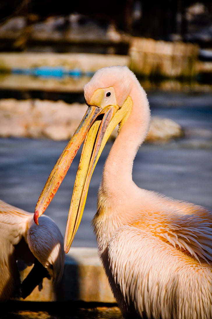 Pelican, lintu, Wildlife, vaaleanpunainen, Zoo, eläinten, Luonto