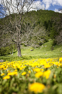 drzewo, kwiat, żółty, Jodła, wiosna