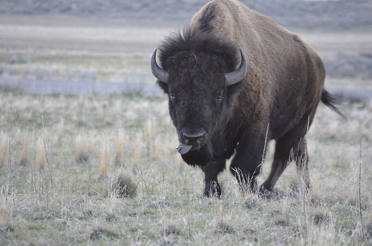 lake, bison, wildlife, buffalo, grass, wild, animal