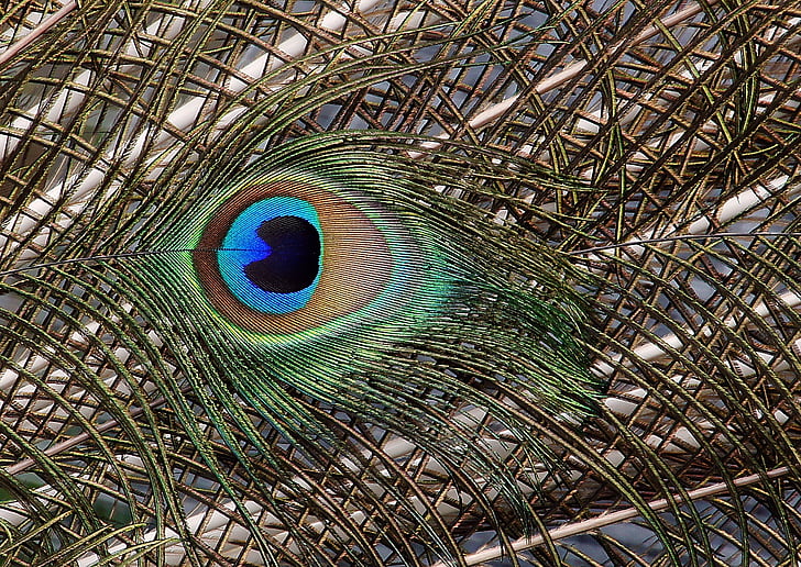 pavão, penas da cauda, close-up, plumagem, pássaro, cauda, Chama-se pavão