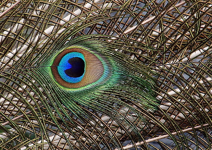 peacock, tail feathers, close up, plumage, bird, tail, peafowl