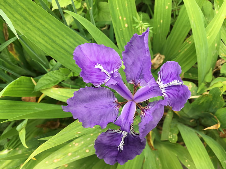 gėlė, violetinė, augalų