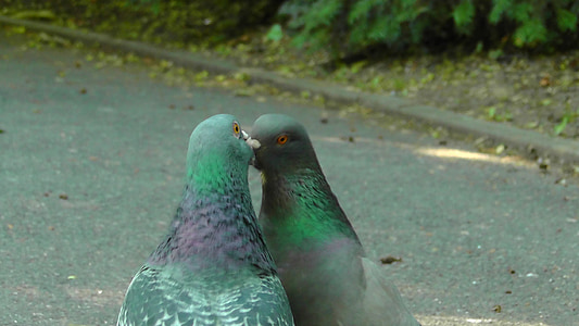 pigeons, birds, bird pigeon, dove, kiss, romance, nature