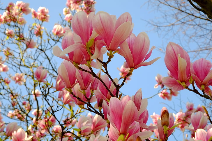 Magnolia, magnoliaträd, våren, Rosa, Bloom, blommor, blommande kvist