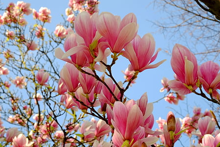 Magnolia, pohon Magnolia, musim semi, merah muda, mekar, bunga, ranting berbunga