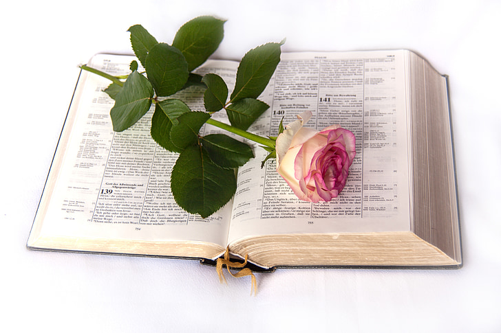 Bible, Rose, Église